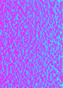 Pattern's 40 0008-09